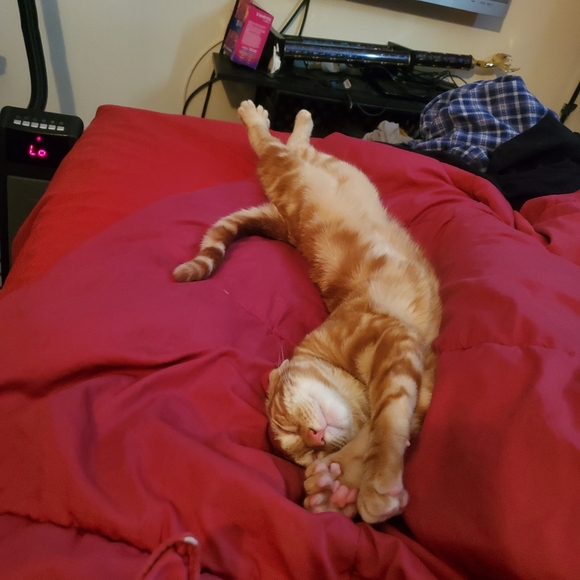 I RESCUE KITTIES & TNR - Picture 6 of 16